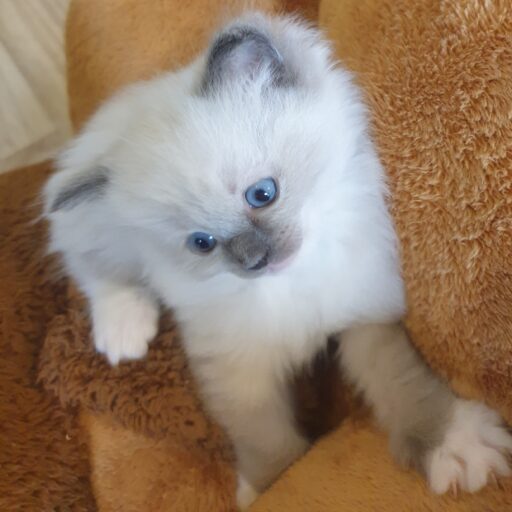 One of the kittens from https://ragdollkittens.uk