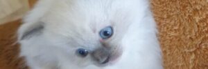 One of our kittens from ragdollkittens.uk