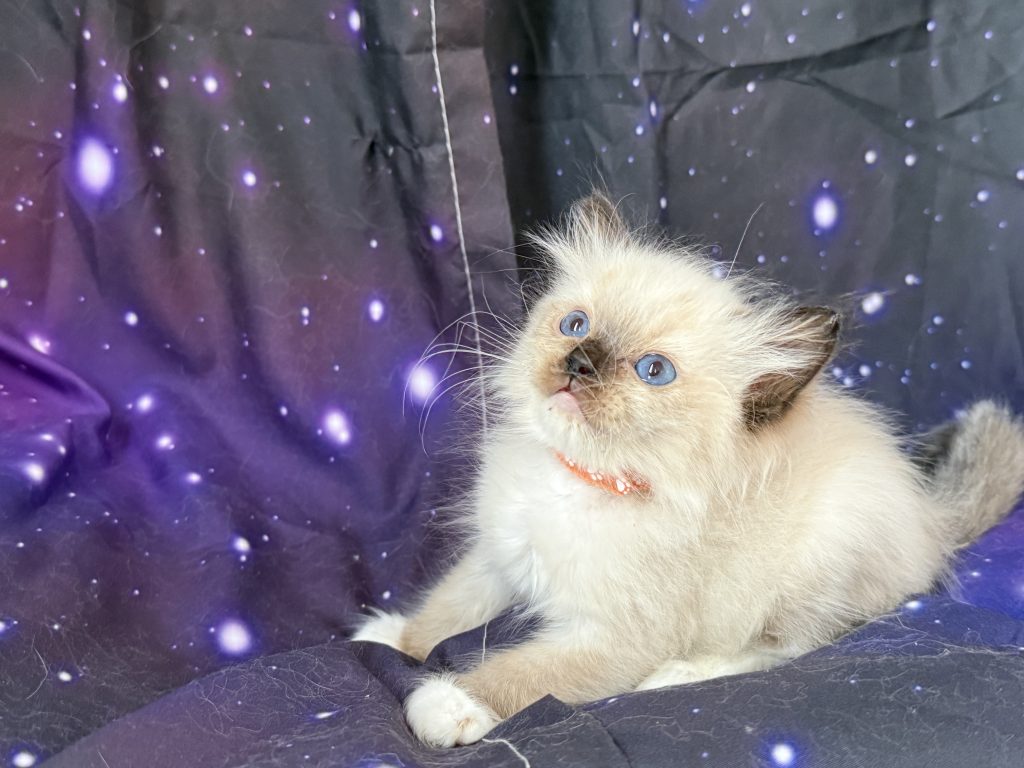 https://ragdollkittens.co.uk