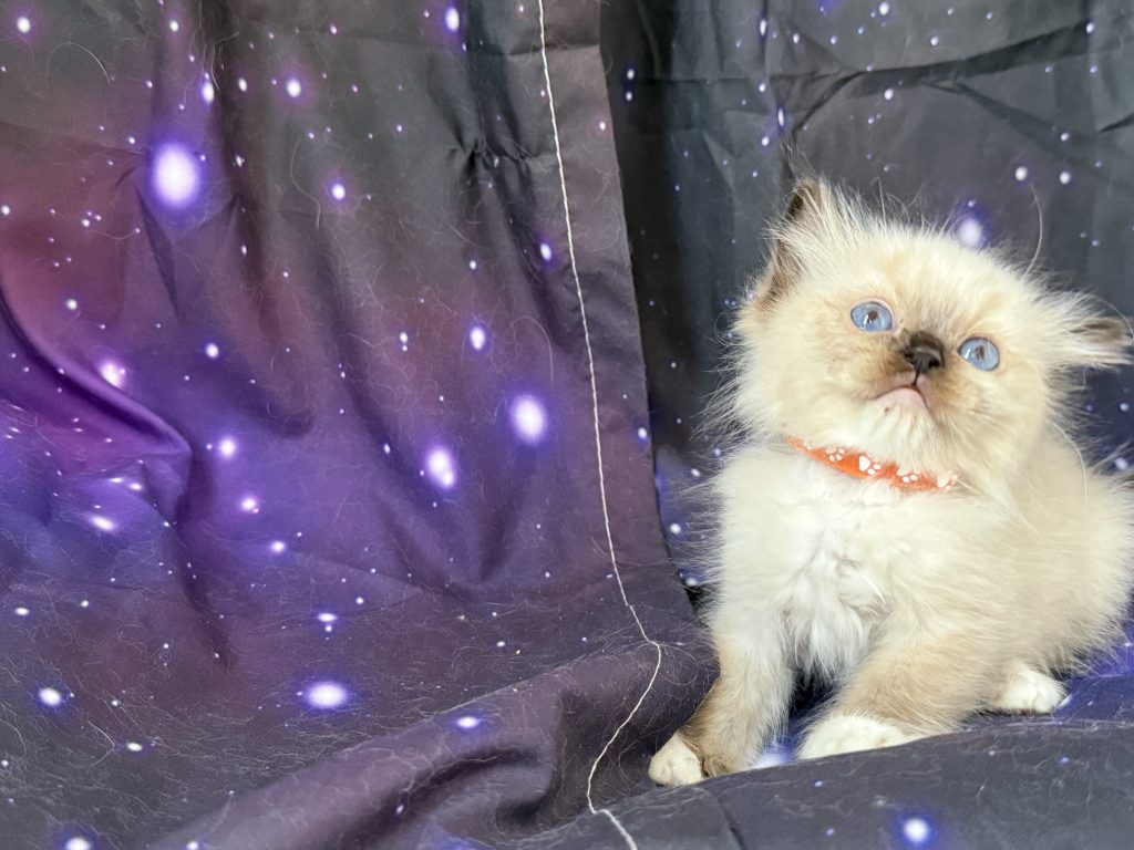 https://ragdollkittens.co.uk