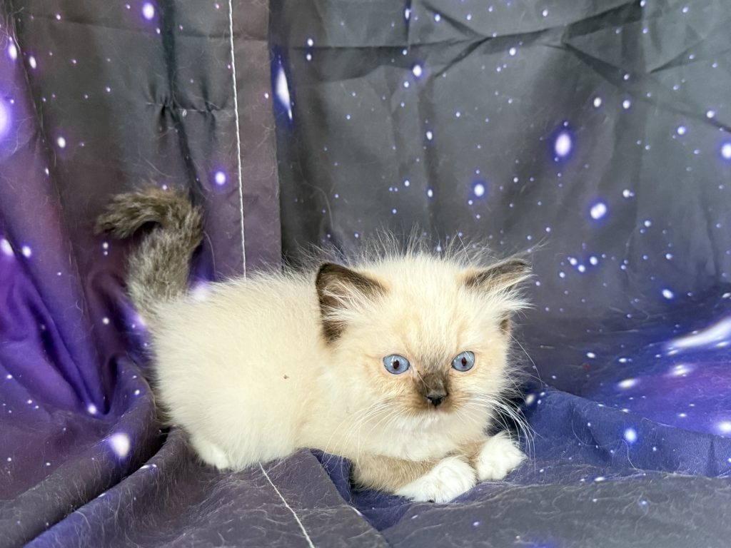 https://ragdollkittens.co.uk