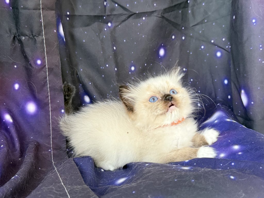 https://ragdollkittens.co.uk