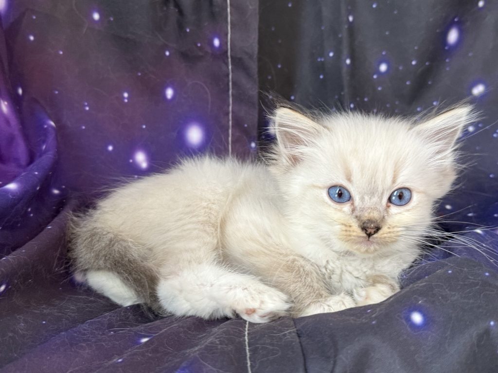 https://ragdollkittens.co.uk