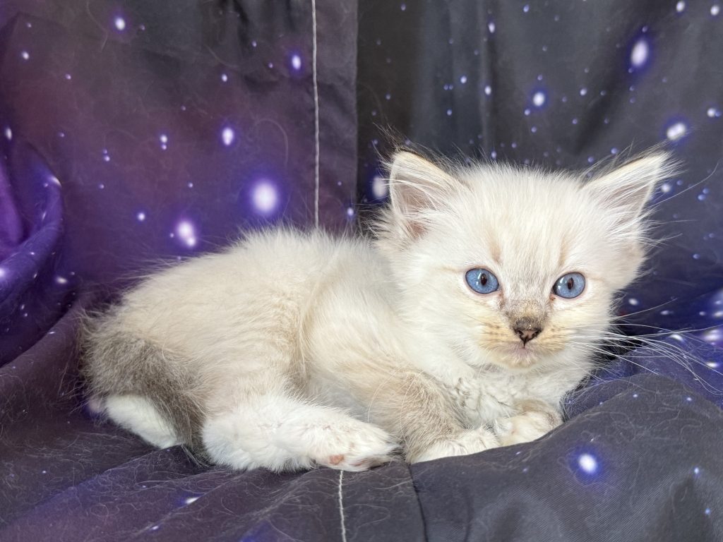 https://ragdollkittens.co.uk