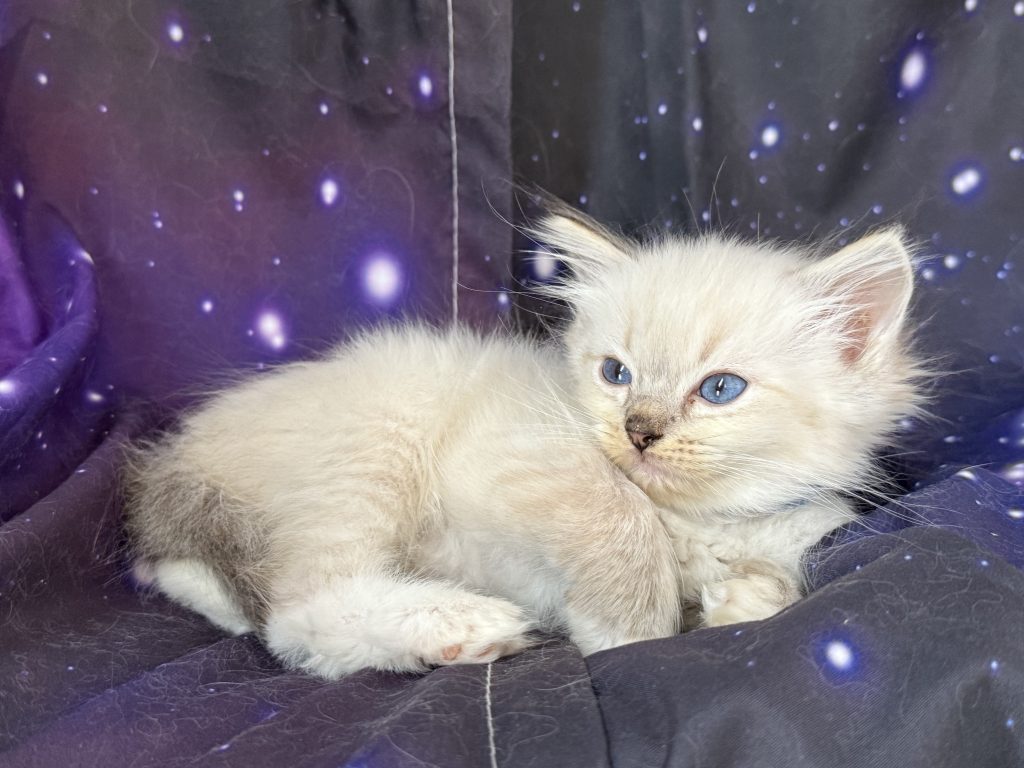 https://ragdollkittens.co.uk