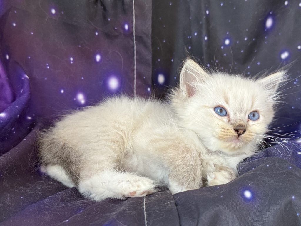 https://ragdollkittens.co.uk