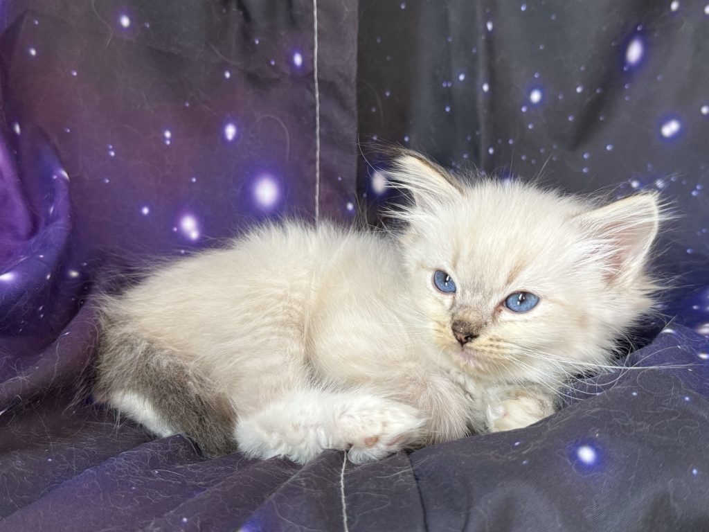 https://ragdollkittens.co.uk