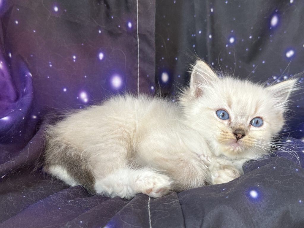 https://ragdollkittens.co.uk
