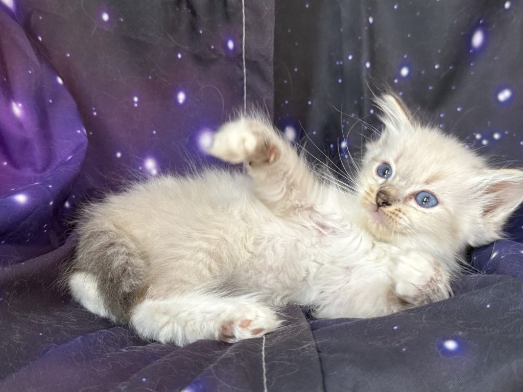 https://ragdollkittens.co.uk