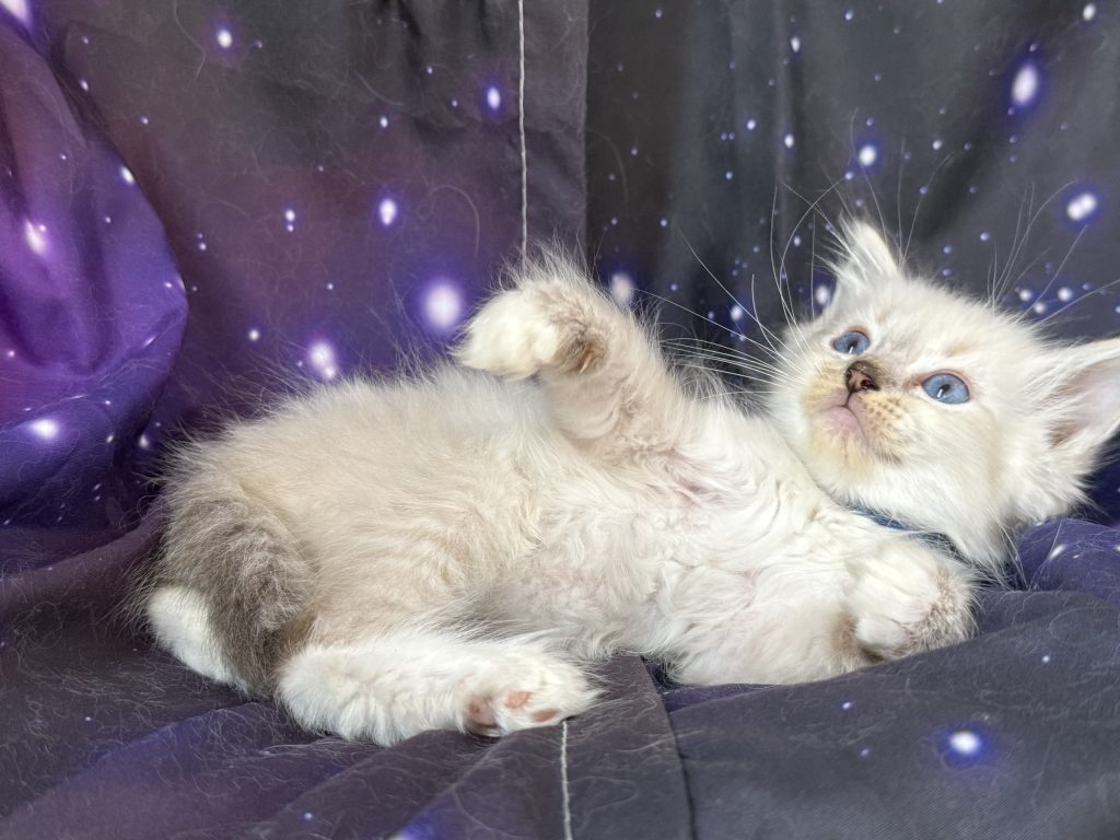 https://ragdollkittens.co.uk