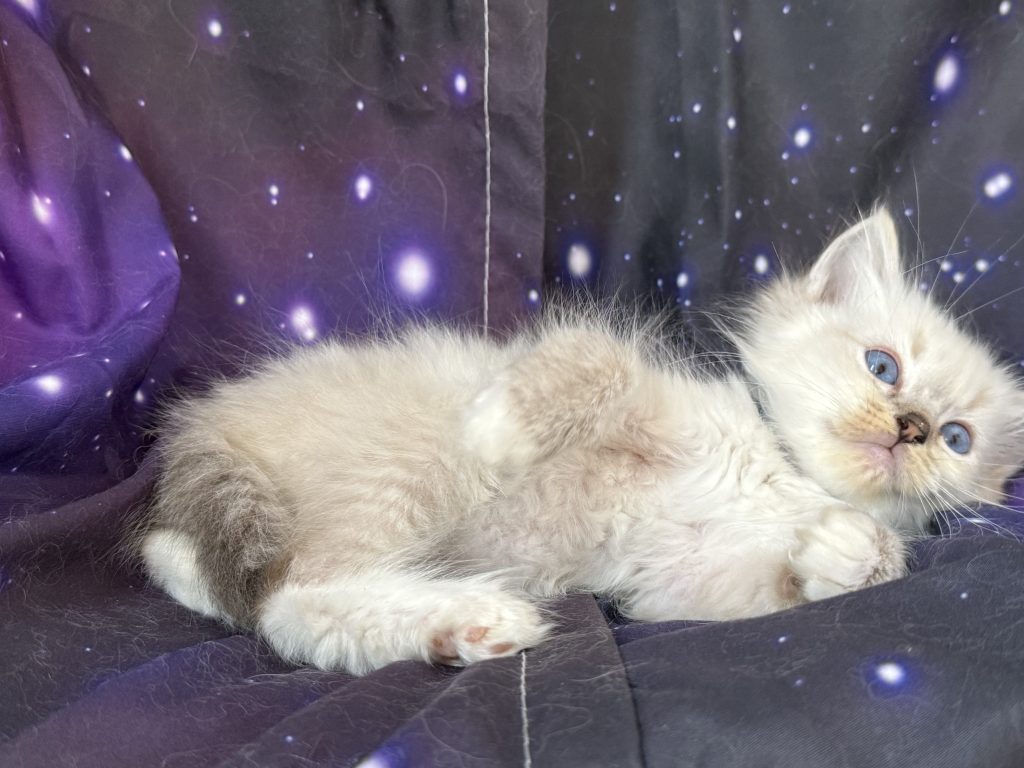 https://ragdollkittens.co.uk
