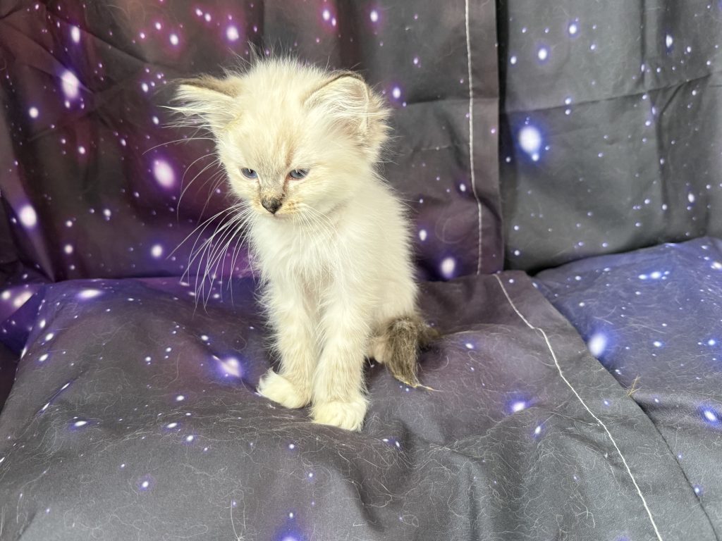https://ragdollkittens.co.uk