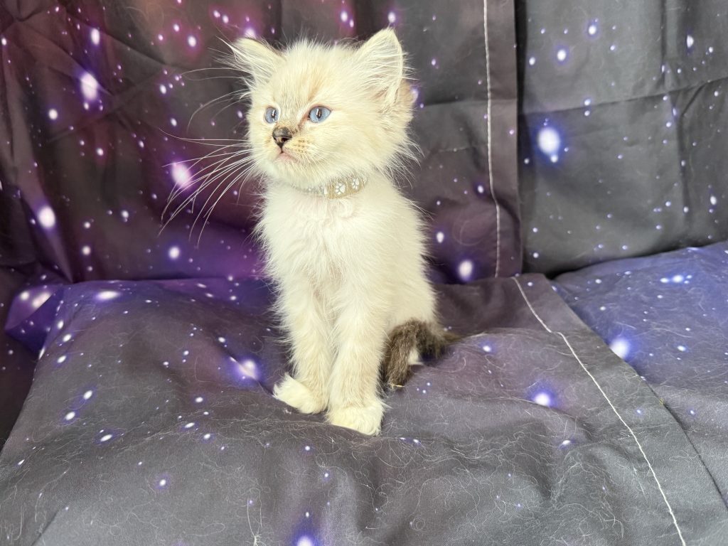 https://ragdollkittens.co.uk