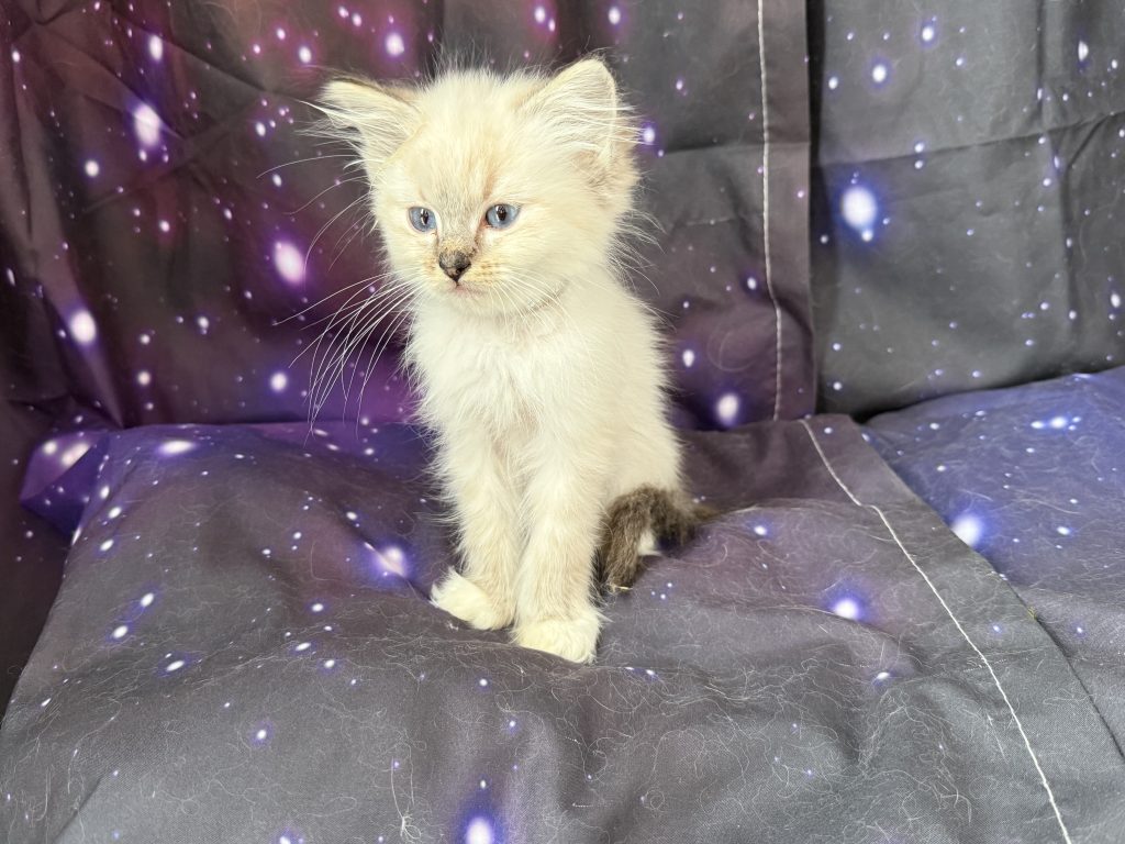 https://ragdollkittens.co.uk