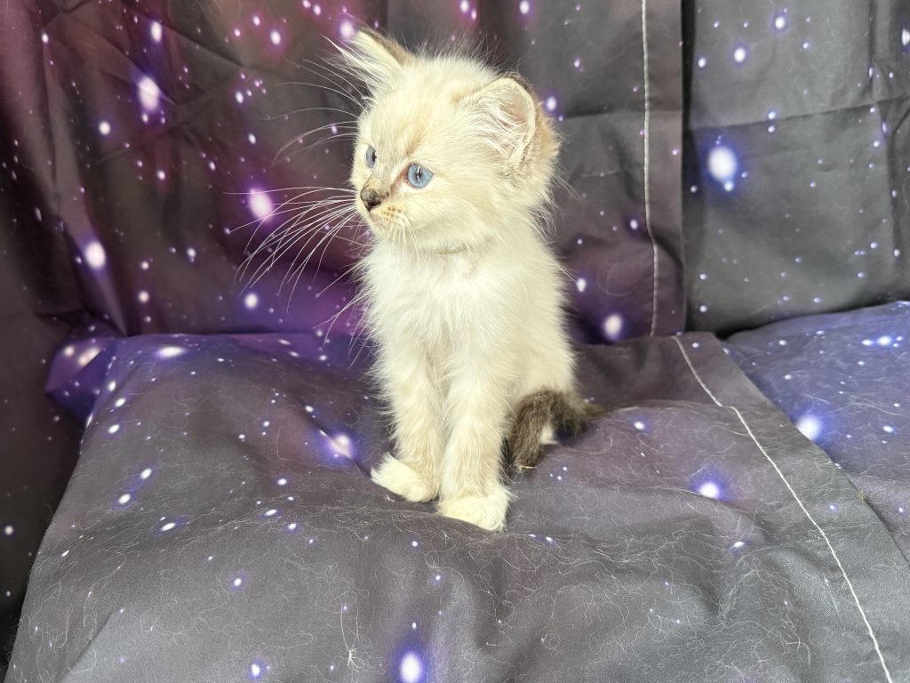 https://ragdollkittens.co.uk