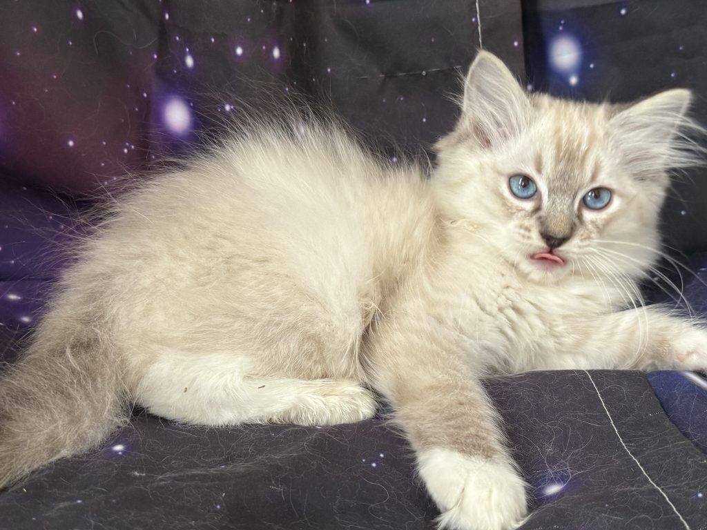 https://ragdollkittens.co.uk
