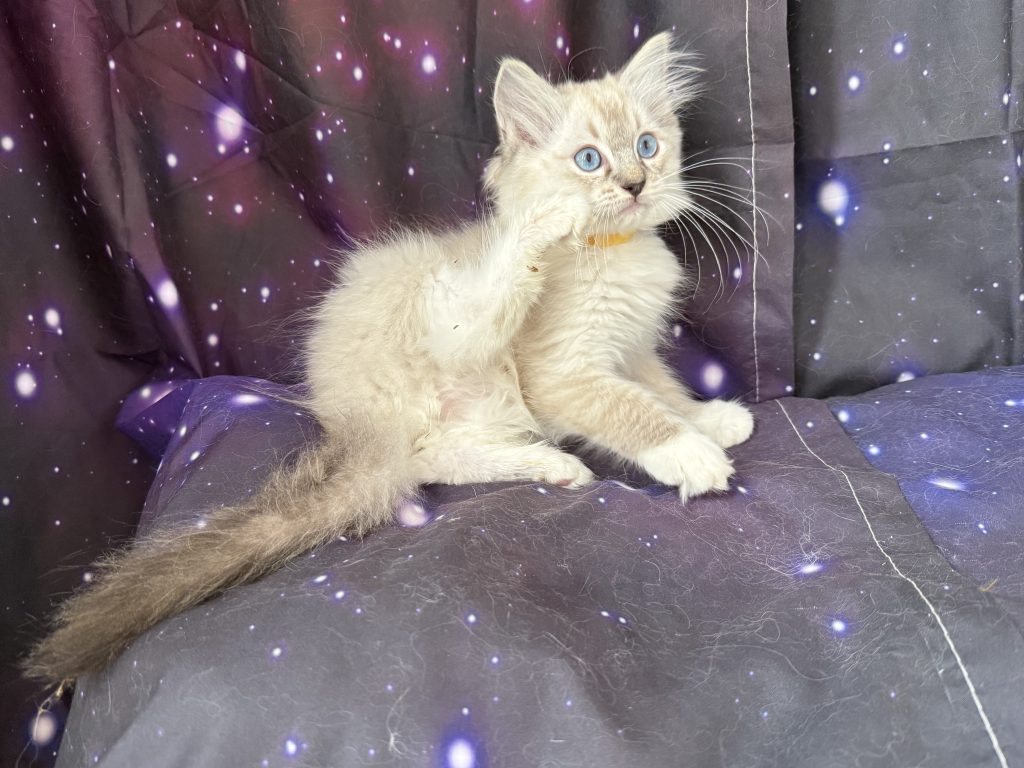 https://ragdollkittens.co.uk