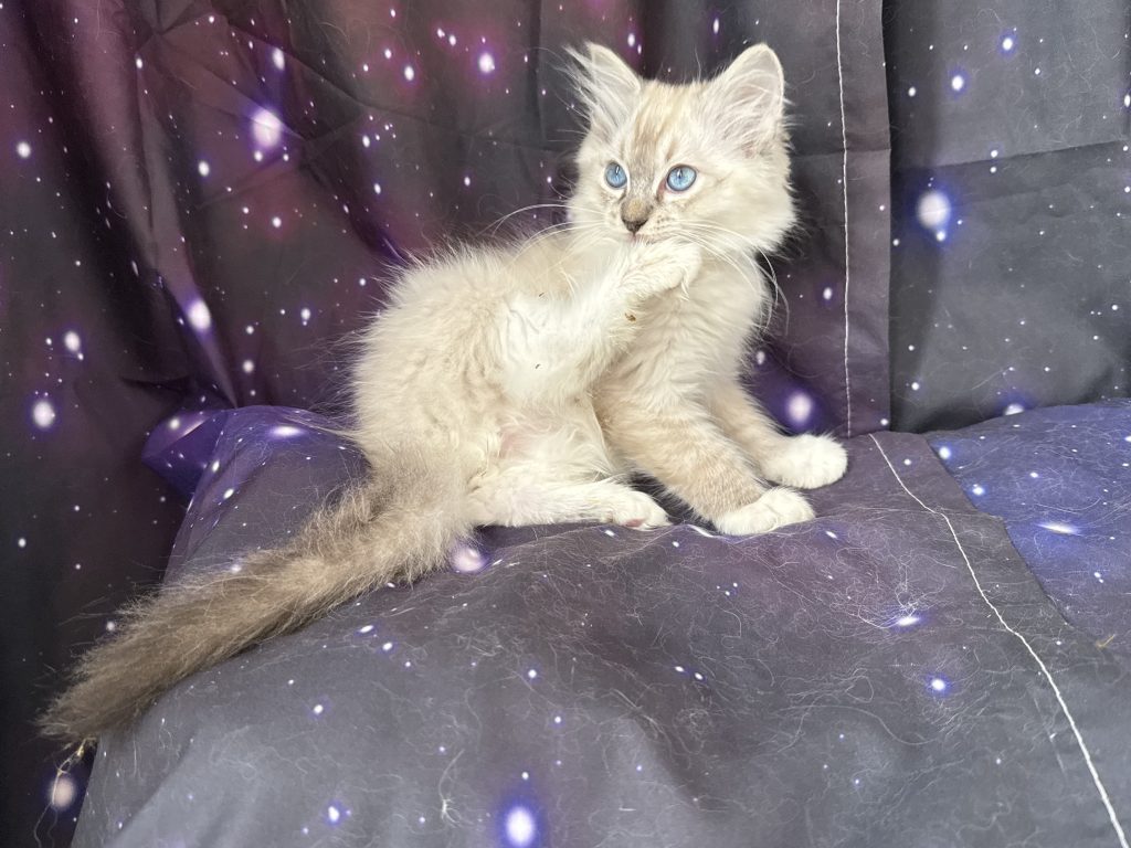 https://ragdollkittens.co.uk