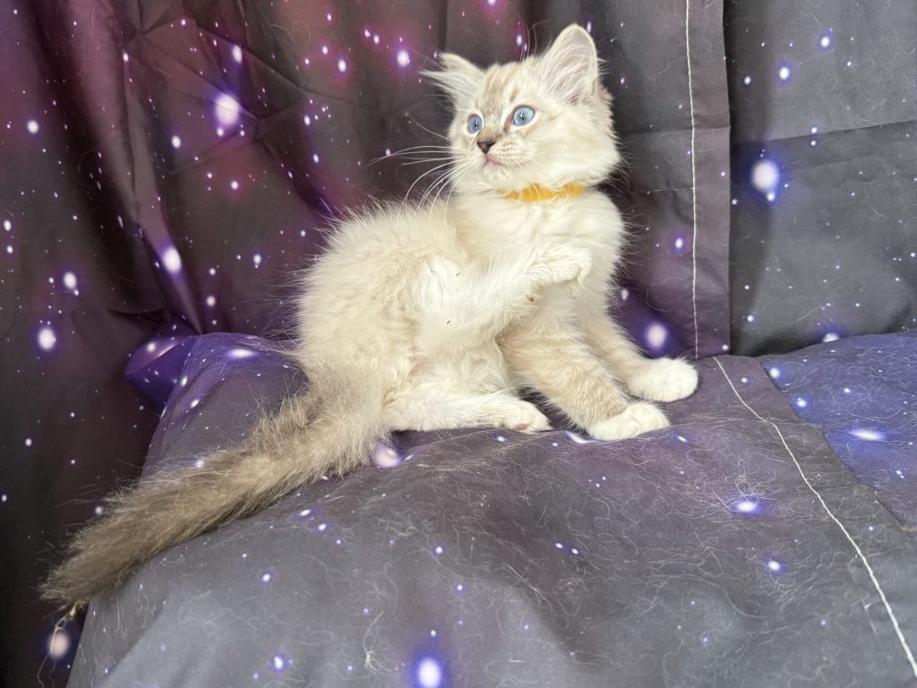 https://ragdollkittens.co.uk