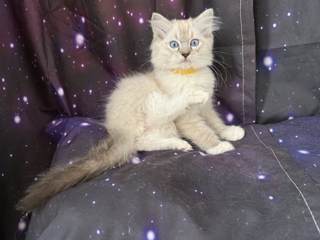 https://ragdollkittens.co.uk