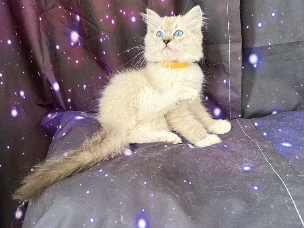 https://ragdollkittens.co.uk
