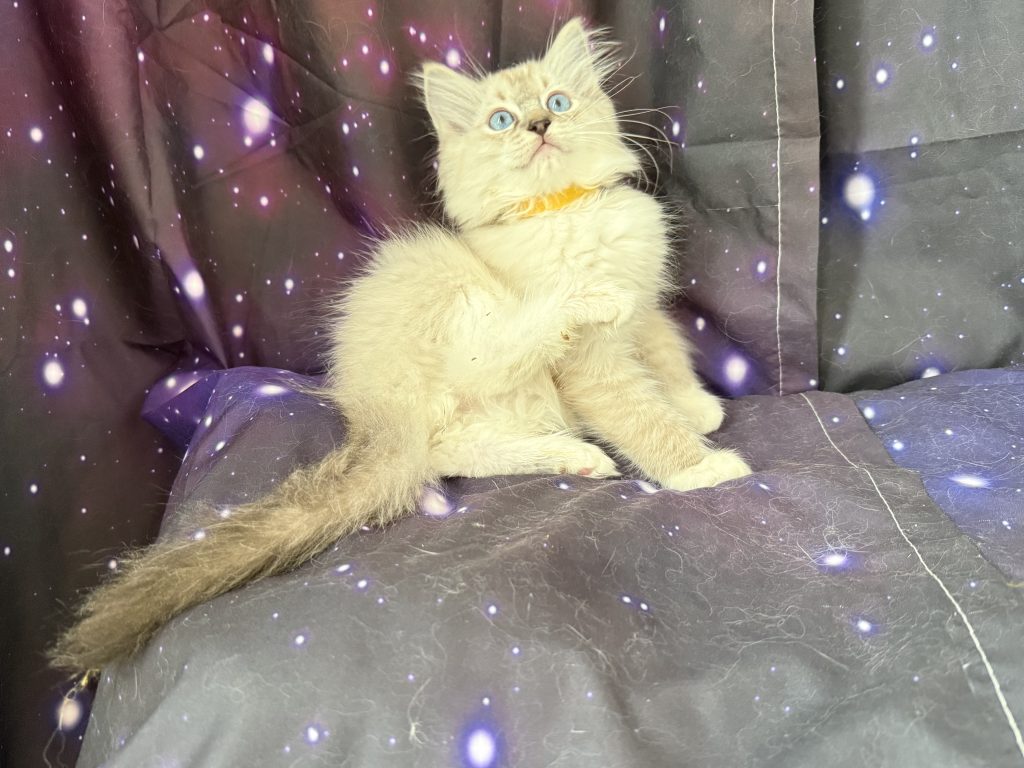 https://ragdollkittens.co.uk