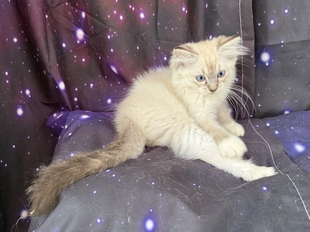https://ragdollkittens.co.uk