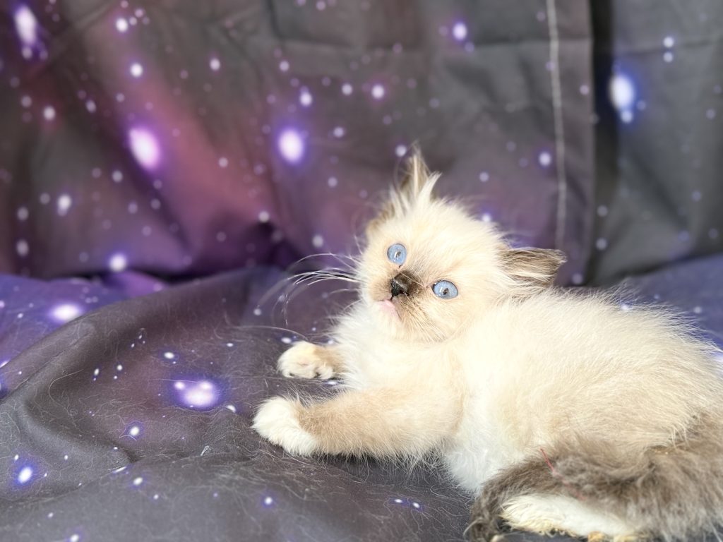 https://ragdollkittens.co.uk