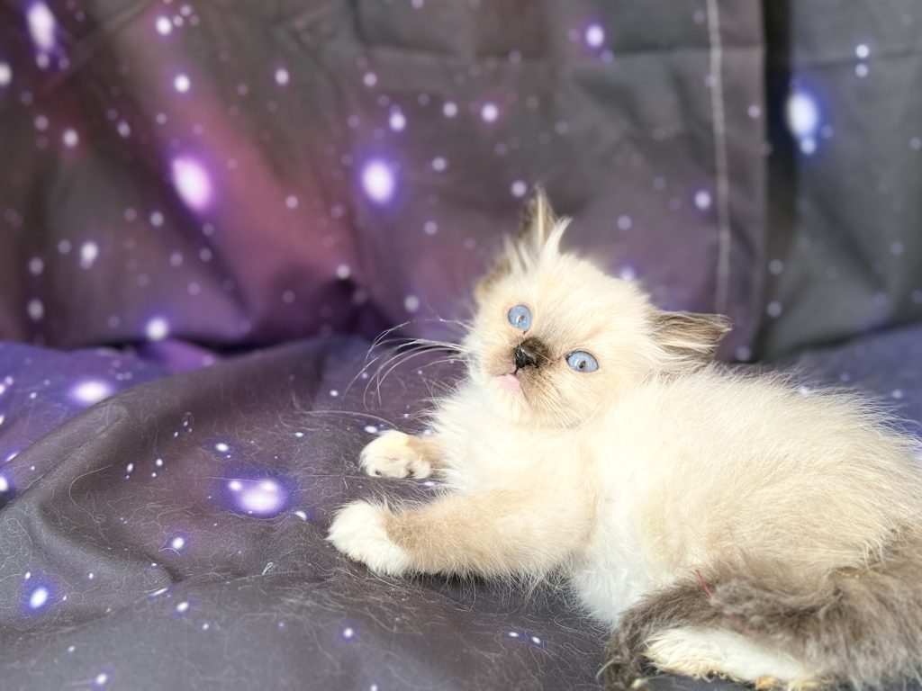 https://ragdollkittens.co.uk