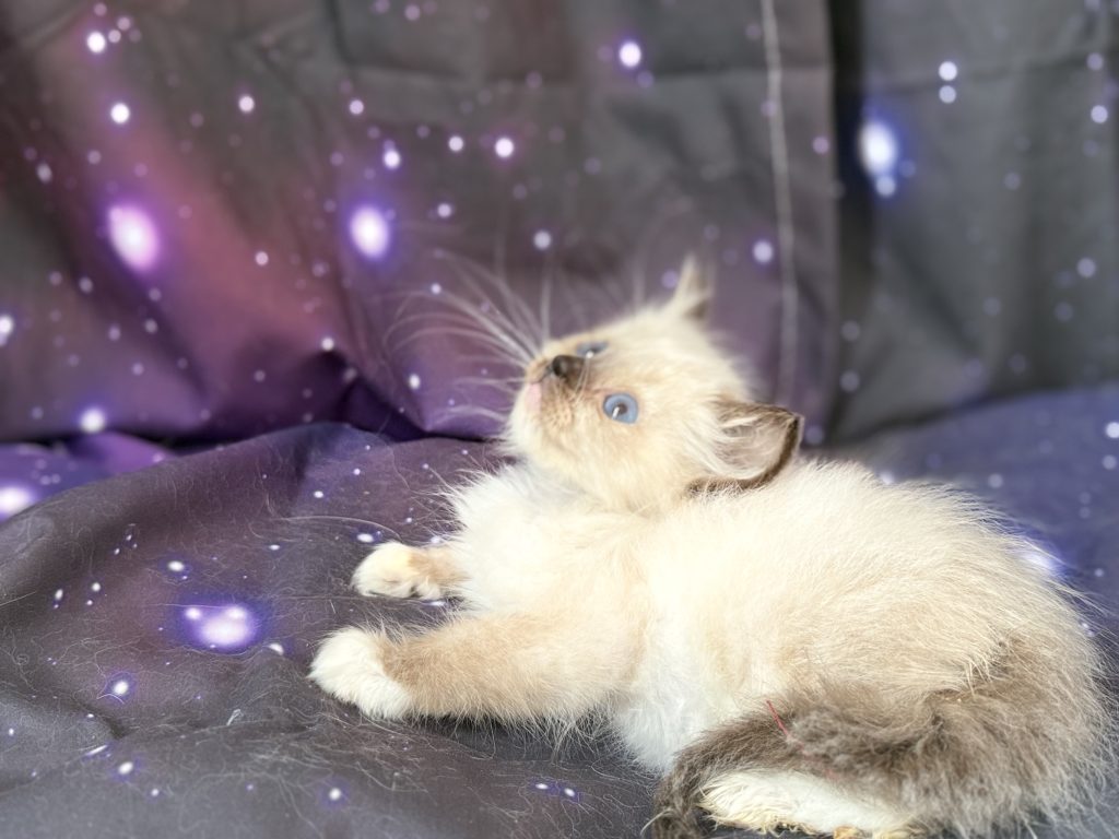 https://ragdollkittens.co.uk
