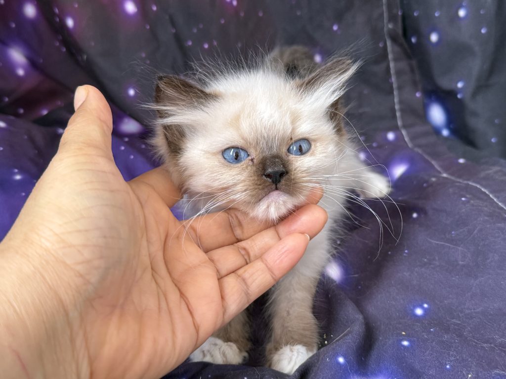 https://ragdollkittens.co.uk