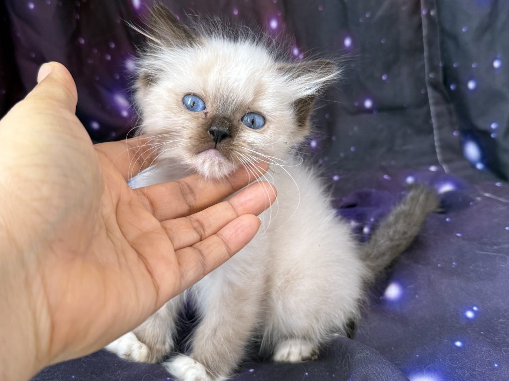 https://ragdollkittens.co.uk