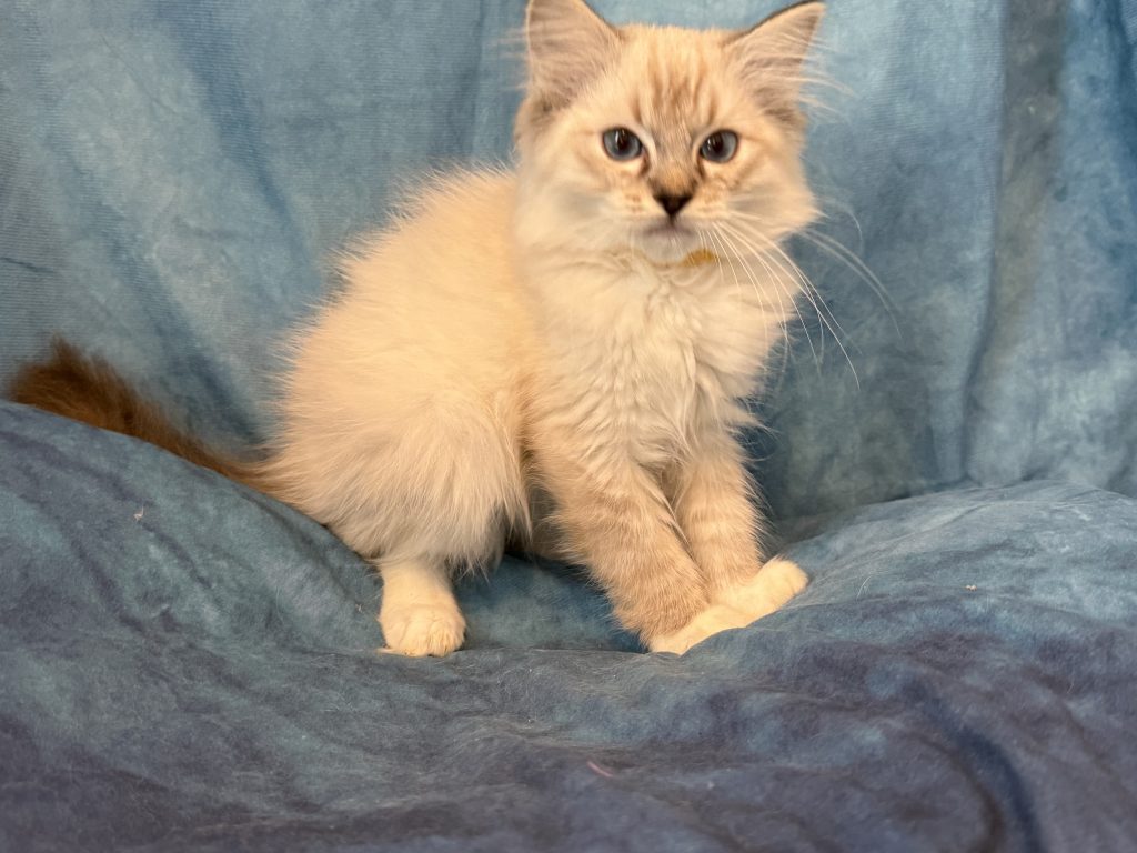 Ragdollkittens.co.uk