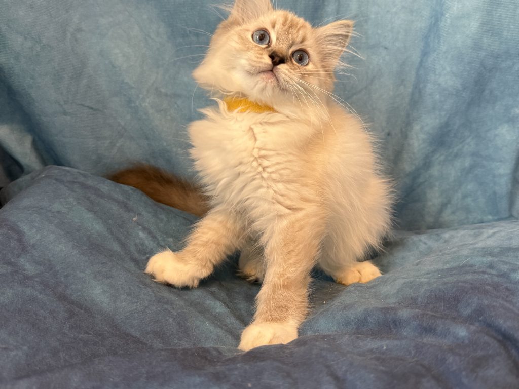 Ragdollkittens.co.uk