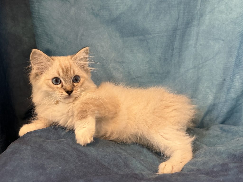 Ragdollkittens.co.uk