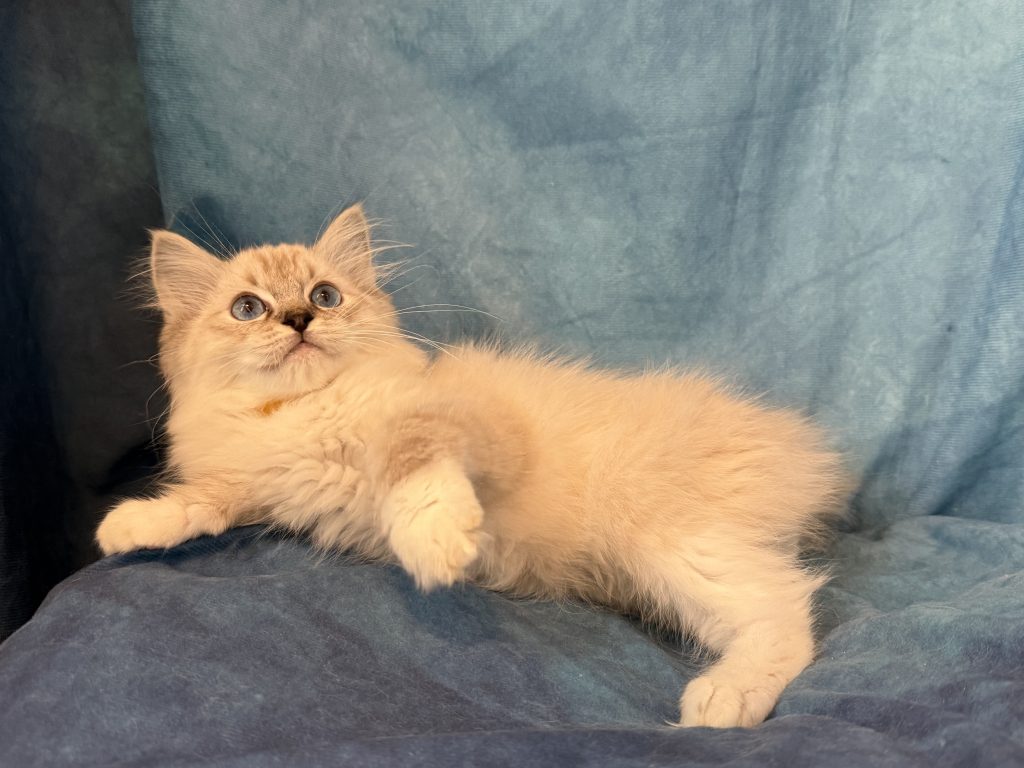 Ragdollkittens.co.uk