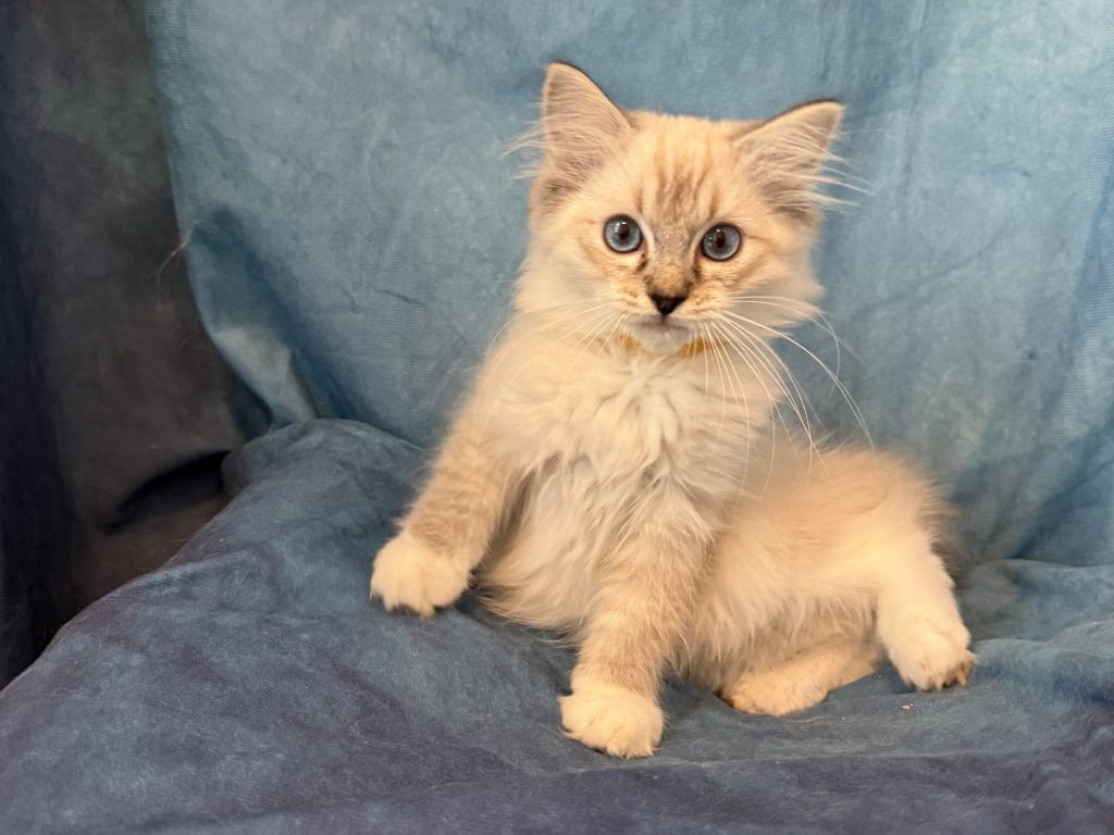 Ragdollkittens.co.uk