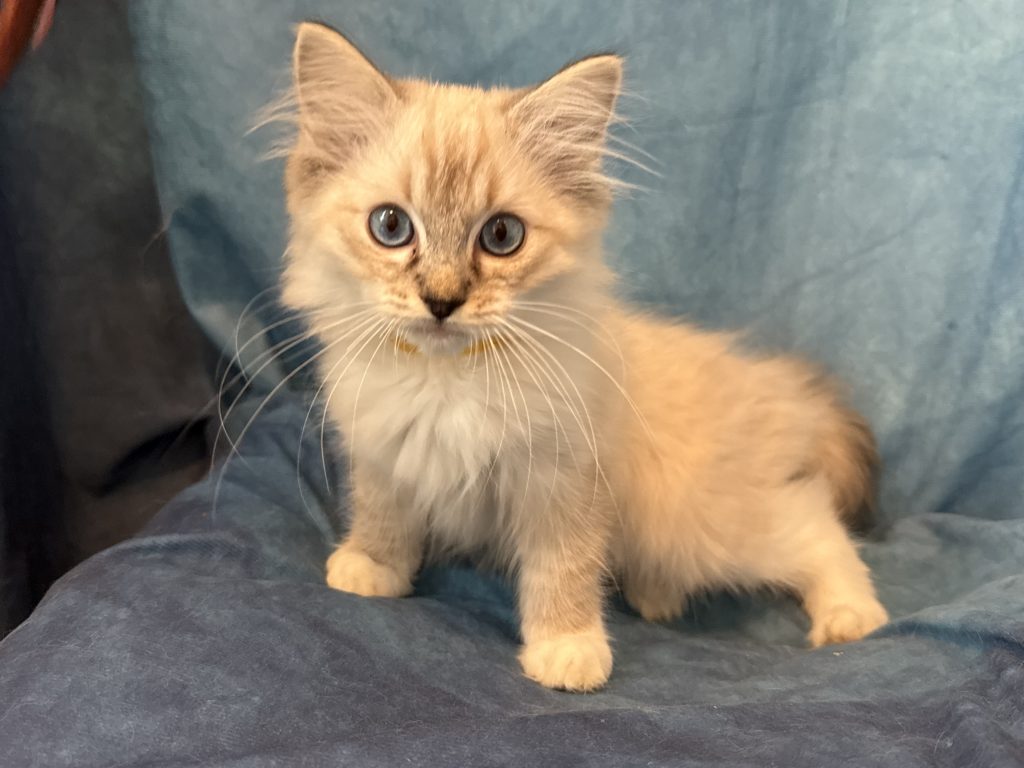 Ragdollkittens.co.uk