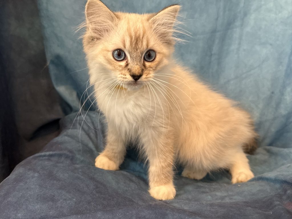 Ragdollkittens.co.uk