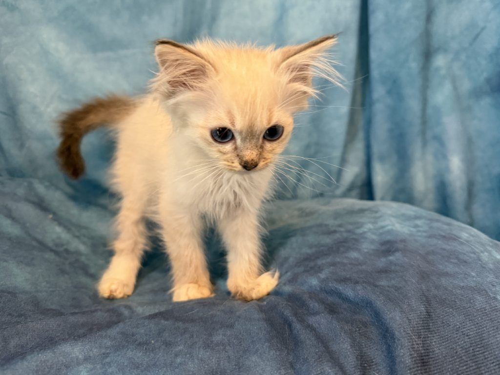 Ragdollkittens.co.uk