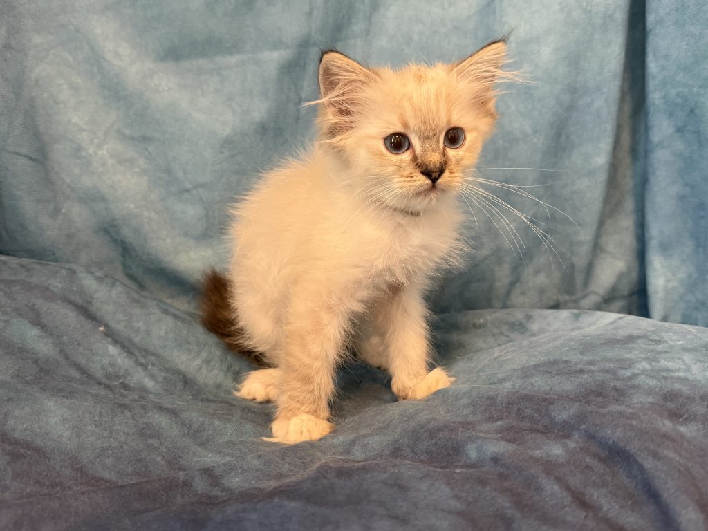 Ragdollkittens.co.uk