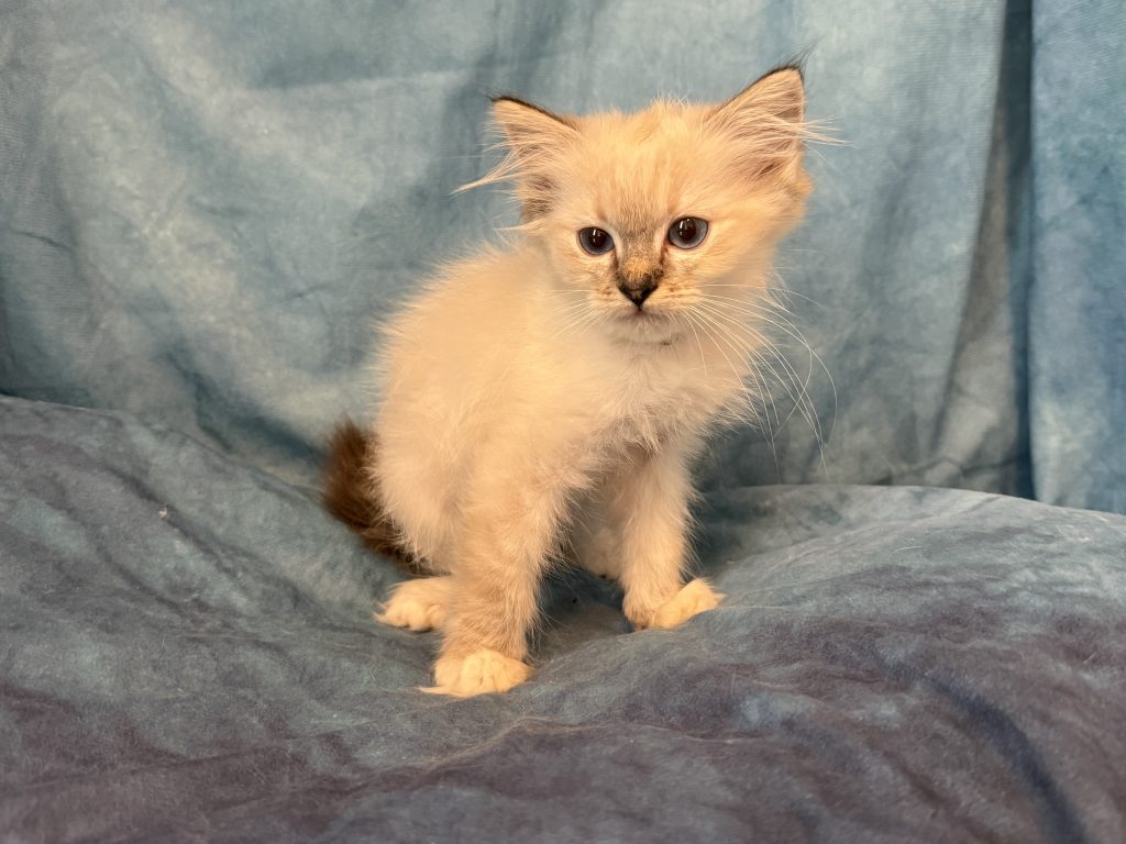 Ragdollkittens.co.uk