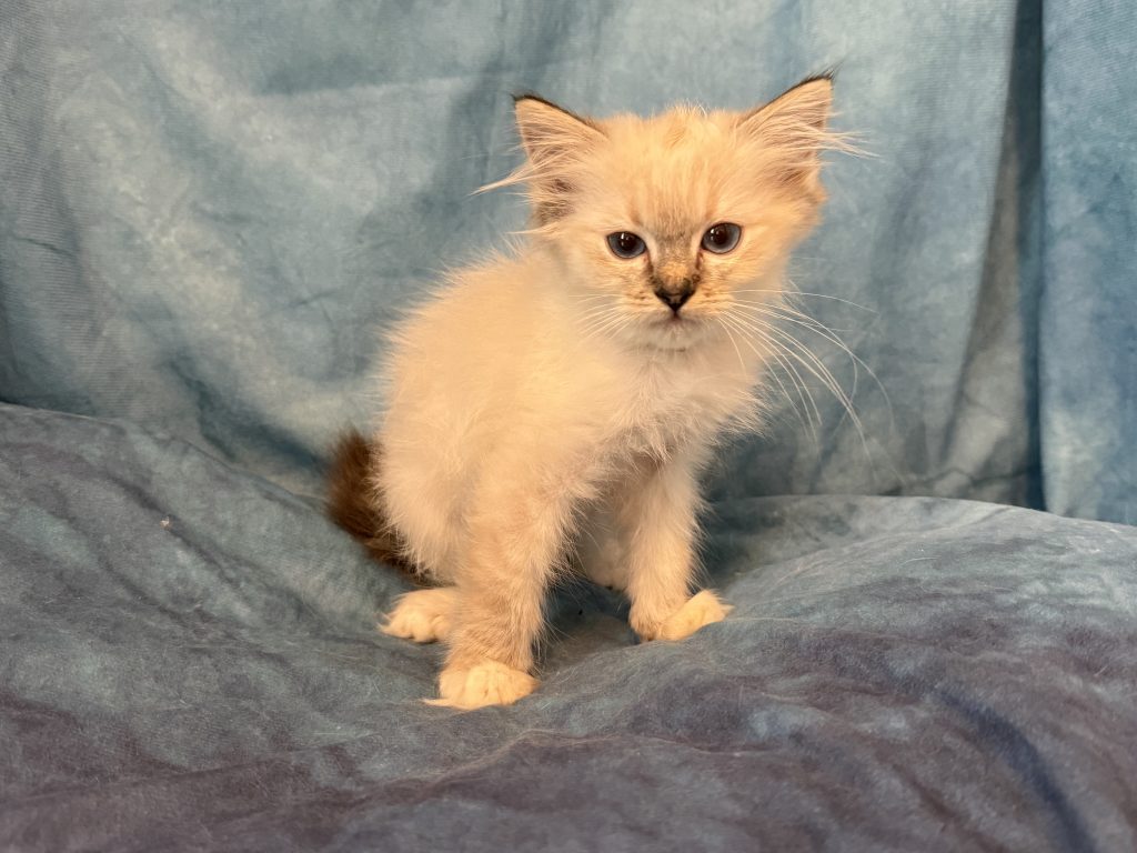 Ragdollkittens.co.uk