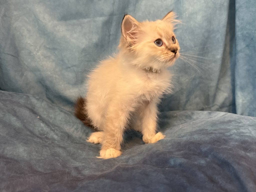 Ragdollkittens.co.uk