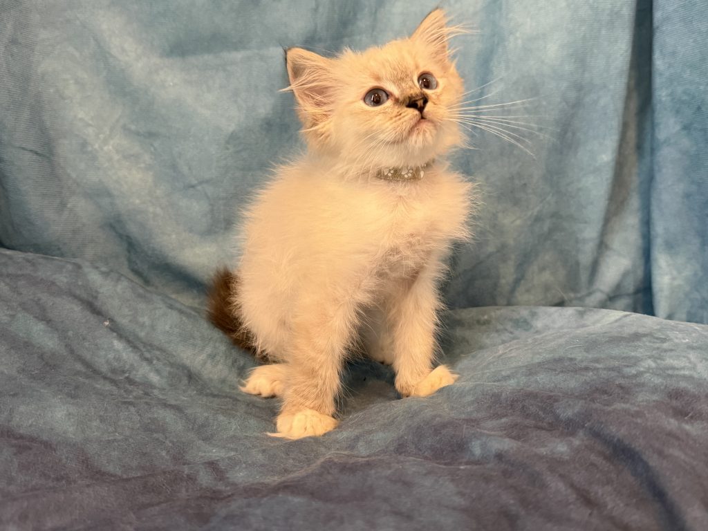 Ragdollkittens.co.uk