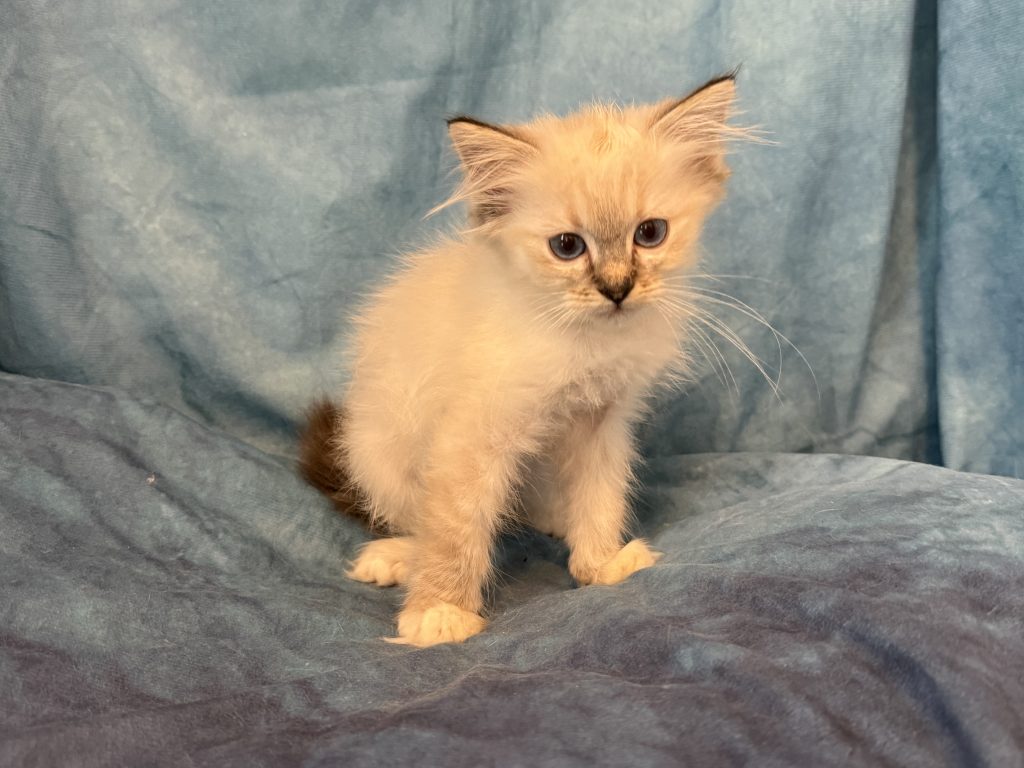 Ragdollkittens.co.uk