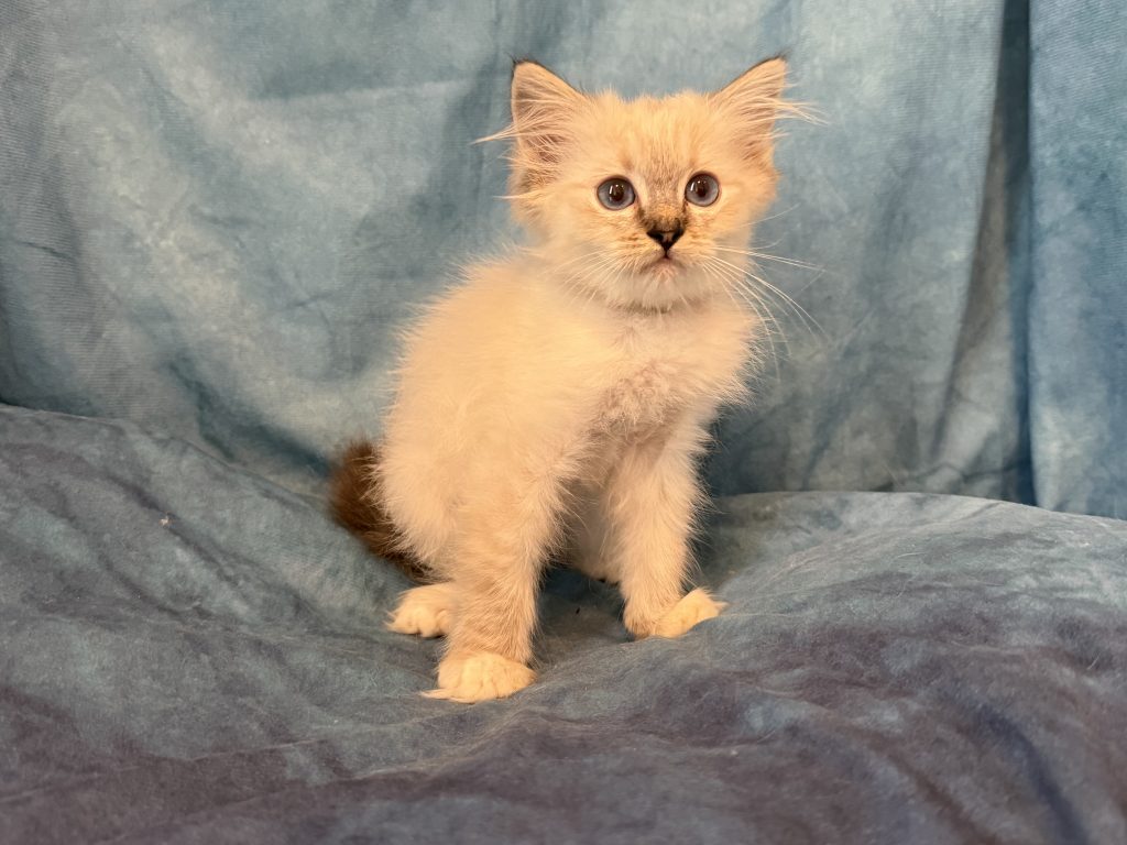 Ragdollkittens.co.uk