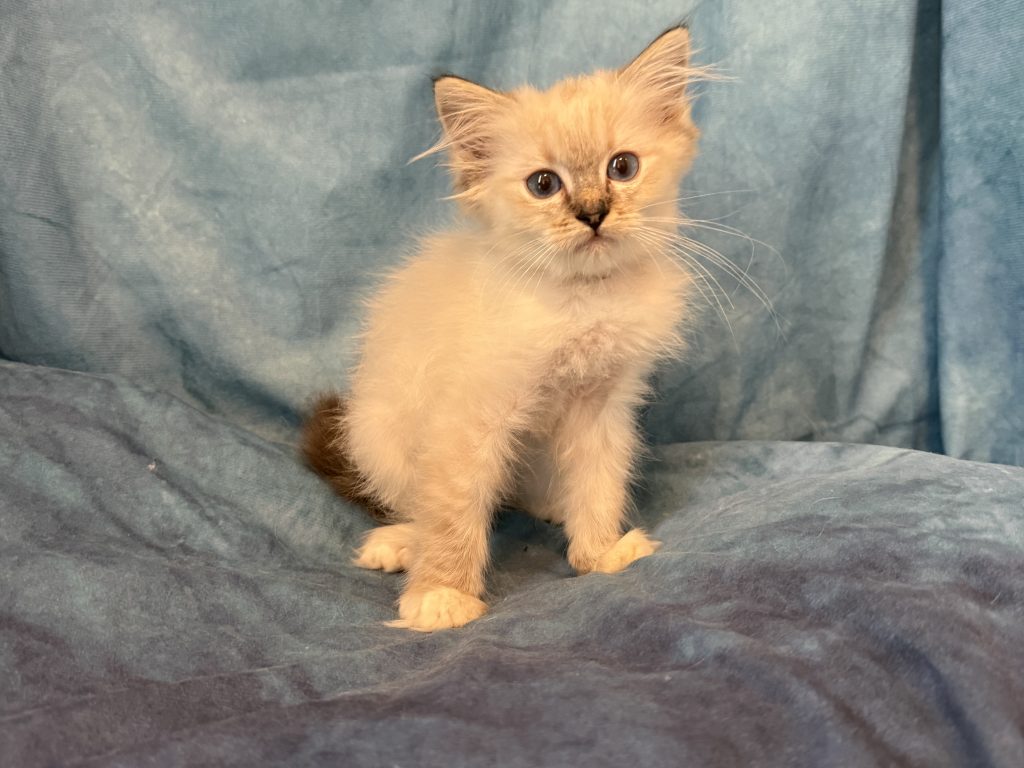 Ragdollkittens.co.uk
