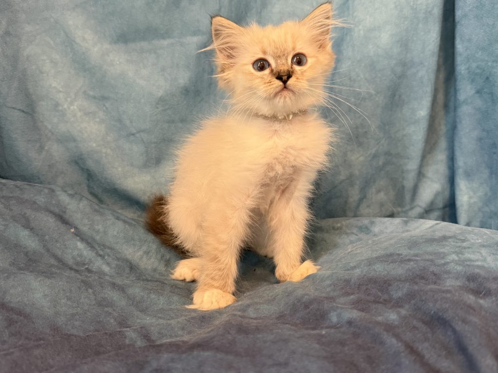 Ragdollkittens.co.uk