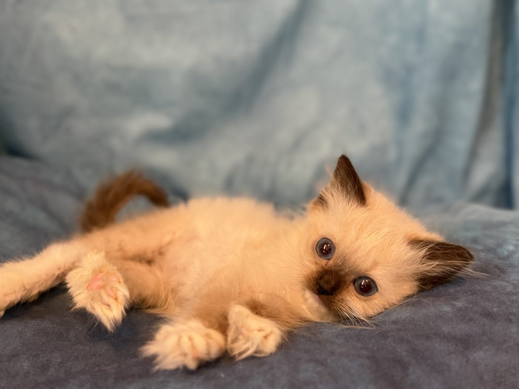 Ragdollkittens.co.uk